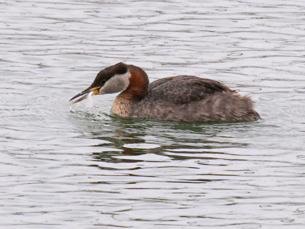 Red-necked Grebe - Amy Worell