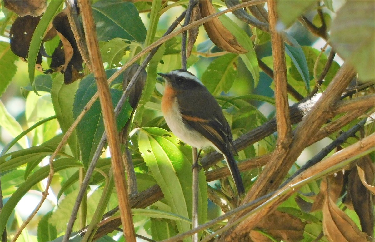 Rufous-breasted Chat-Tyrant - ML164204221