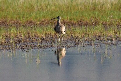 Rostbrachvogel - ML164208451