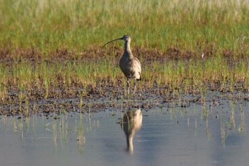 Long-billed Curlew - ML164208461