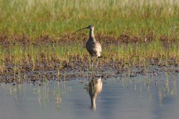 Rostbrachvogel - ML164208461