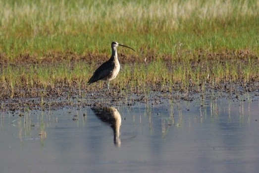 Long-billed Curlew - Laurie Kleespies