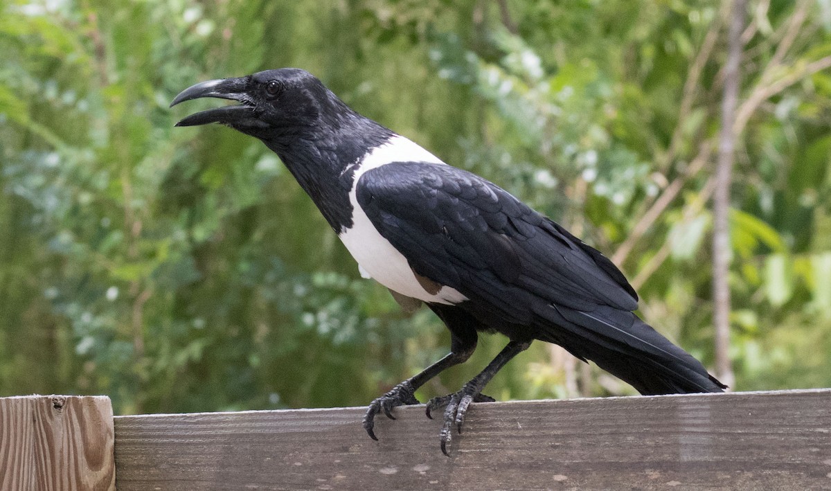 Corbeau pie - ML164208511