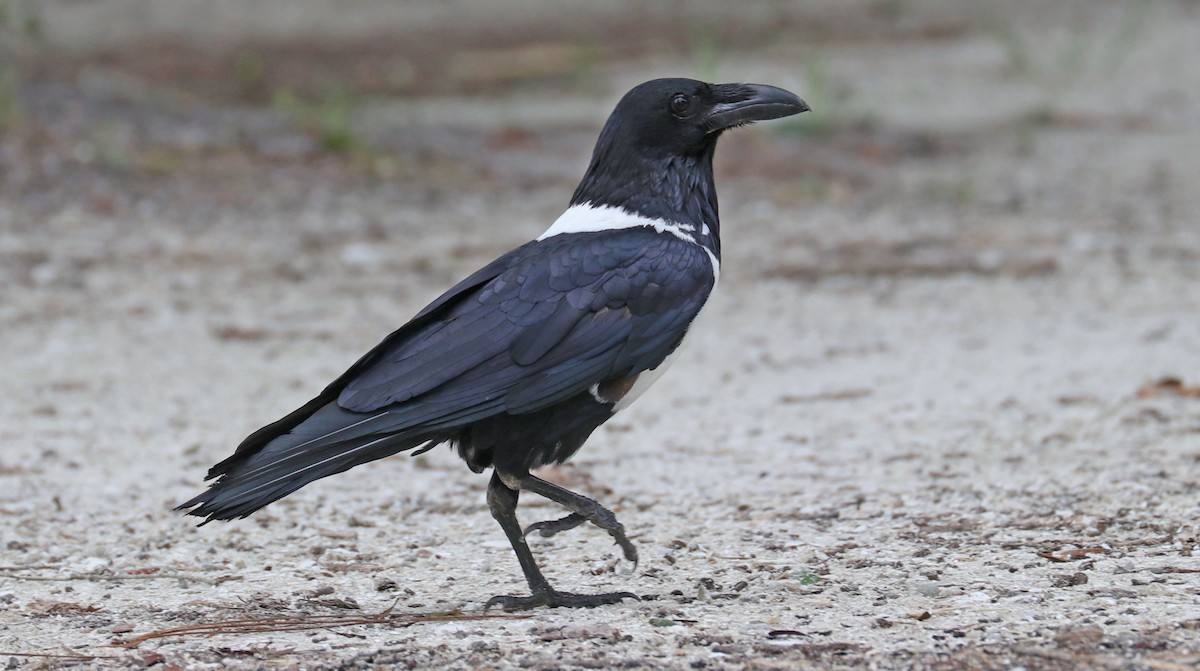 Corbeau pie - ML164208721