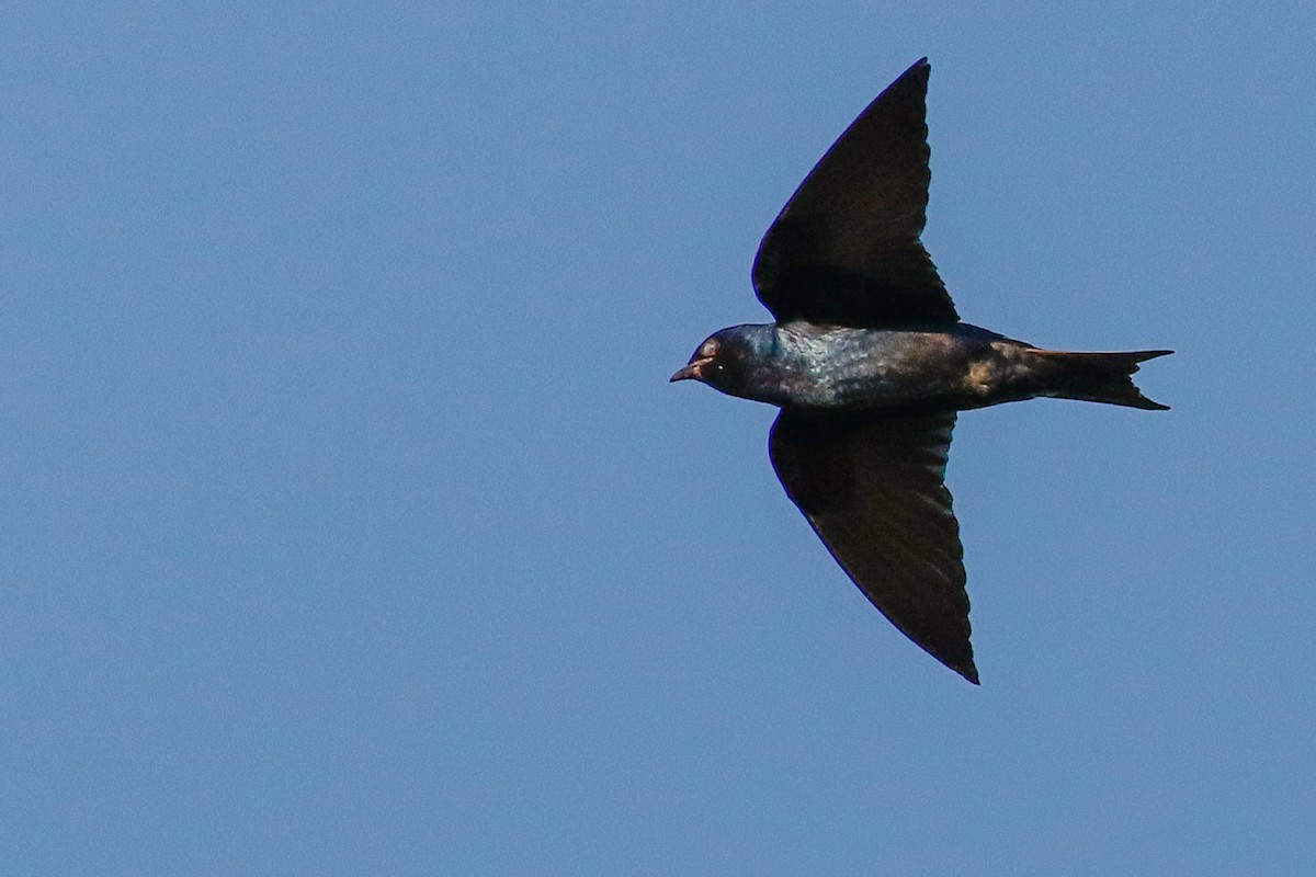 Purple Martin - ML164210901