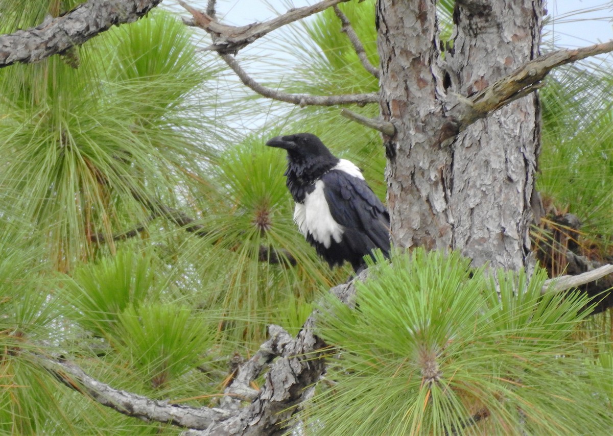 Corbeau pie - ML164211371