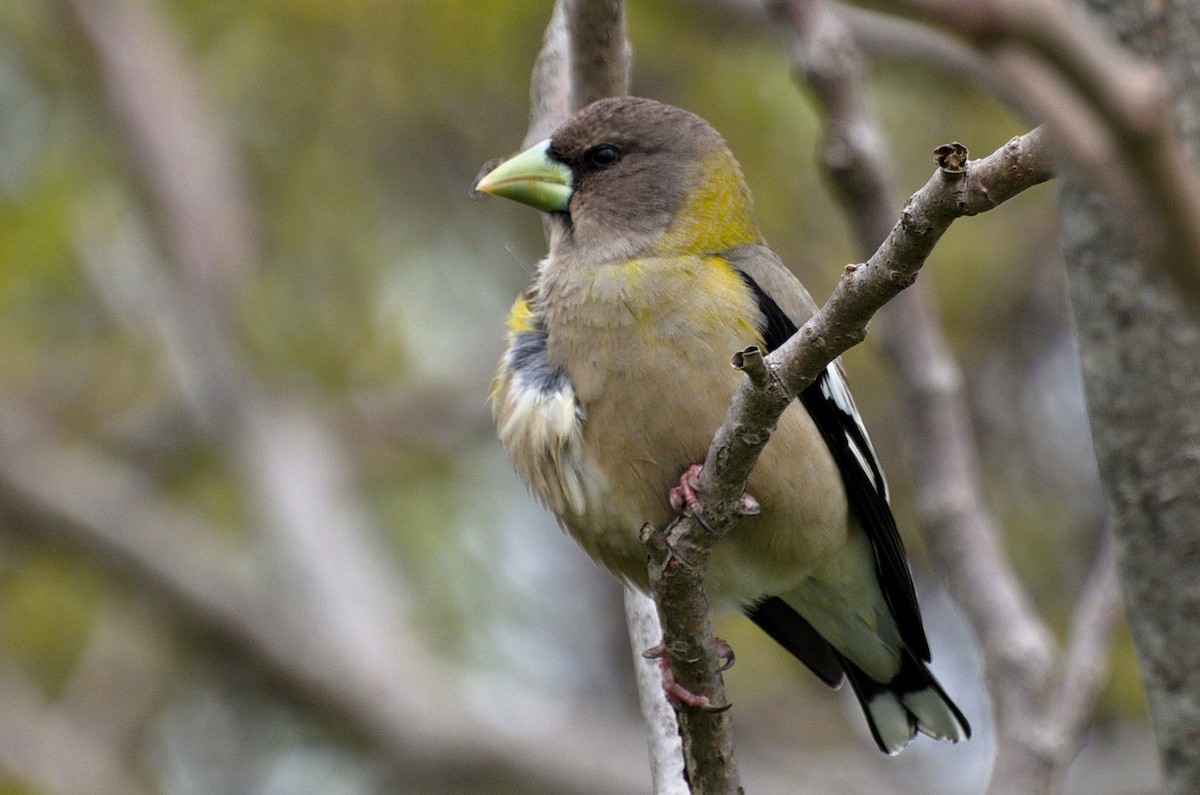 Evening Grosbeak - ML164211851