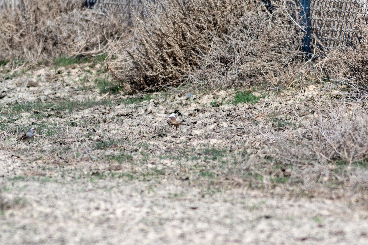 Bruant à couronne blanche - ML164211861