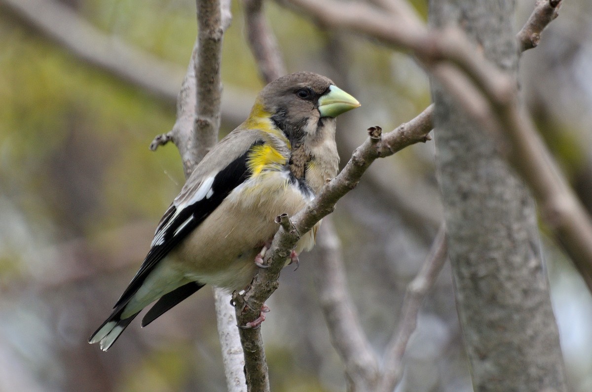 Evening Grosbeak - ML164211881