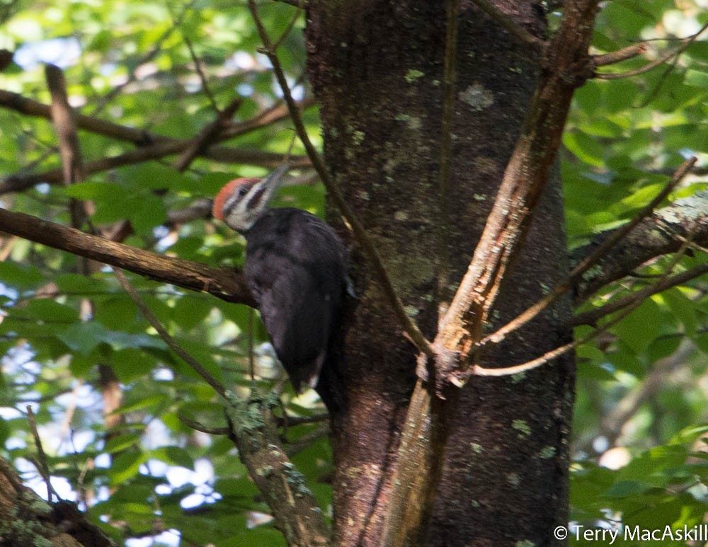 Pileated Woodpecker - ML164213531