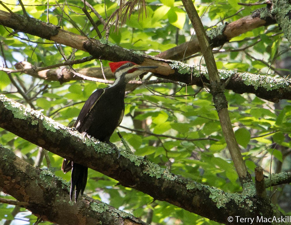 Pileated Woodpecker - ML164213581