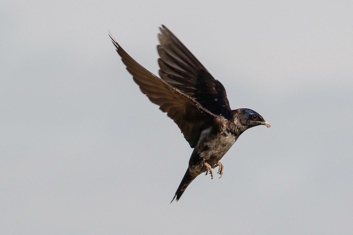 Purple Martin - ML164214551