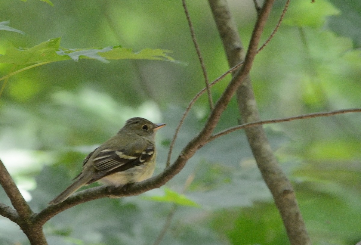 Acadian Flycatcher - ML164214801