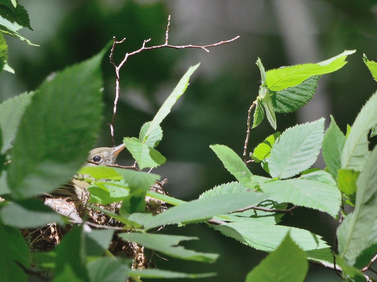 Acadian Flycatcher - ML164214831
