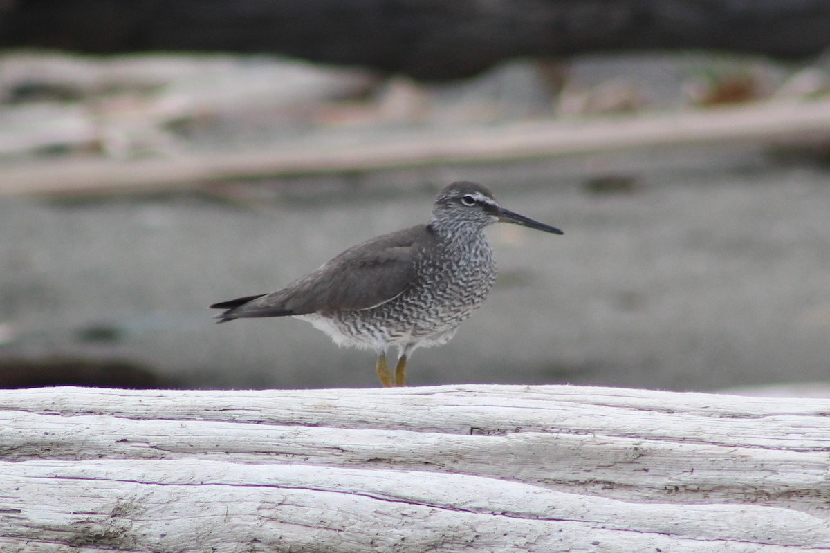 Wandering Tattler - ML164215031