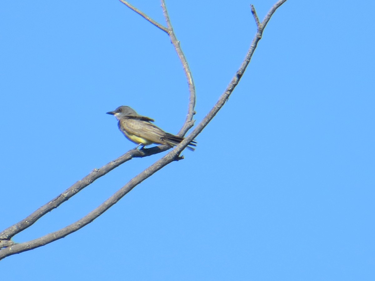 Cassin's Kingbird - Anonymous