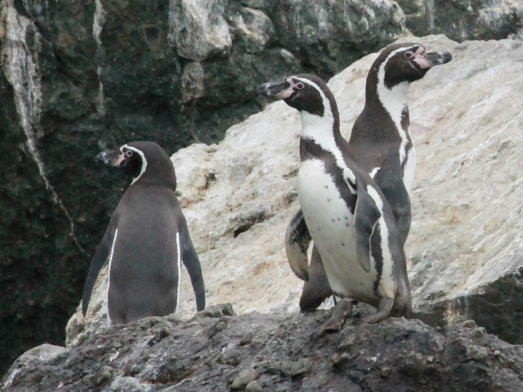 Humboldt Penguin - ML164217661