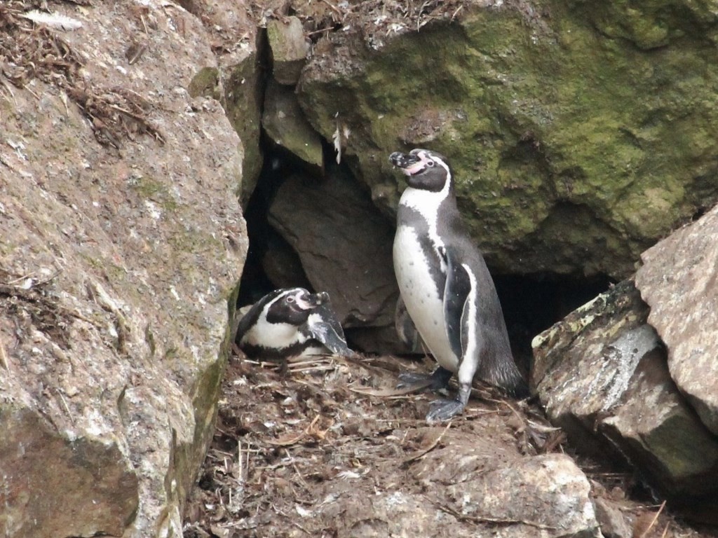 Humboldt Penguin - ML164217671