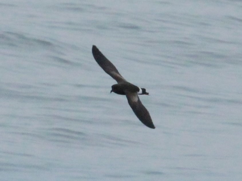 Elliot's Storm-Petrel - ML164217731