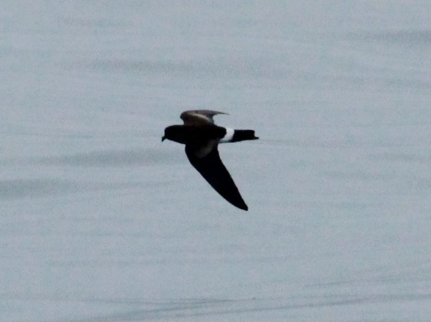 Elliot's Storm-Petrel - ML164217741