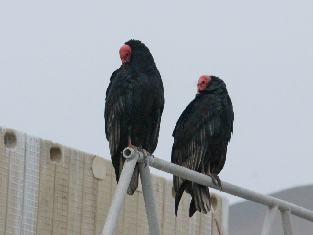 Turkey Vulture - ML164217881