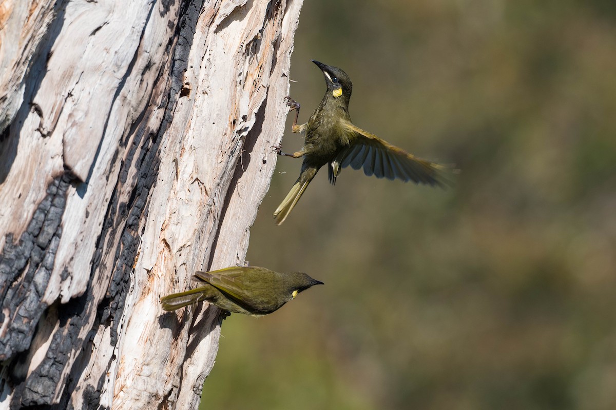 Lewin's Honeyeater - ML164225671