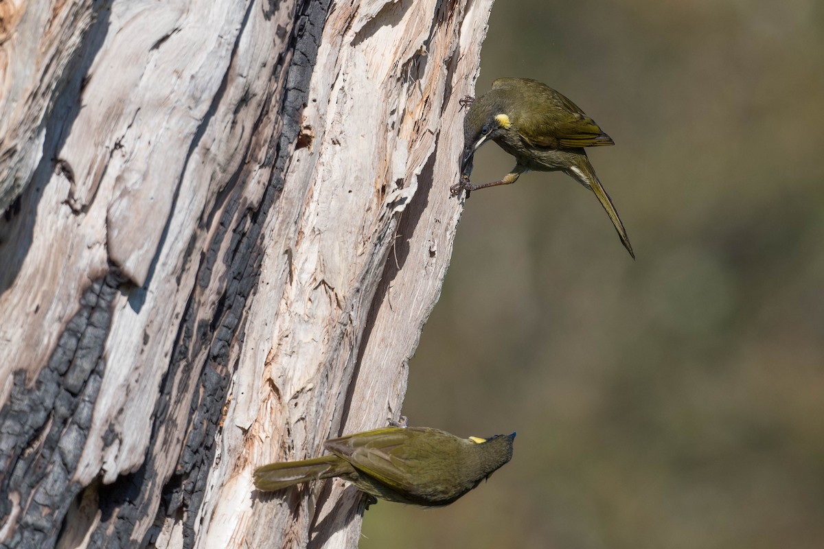 Lewin's Honeyeater - ML164225761