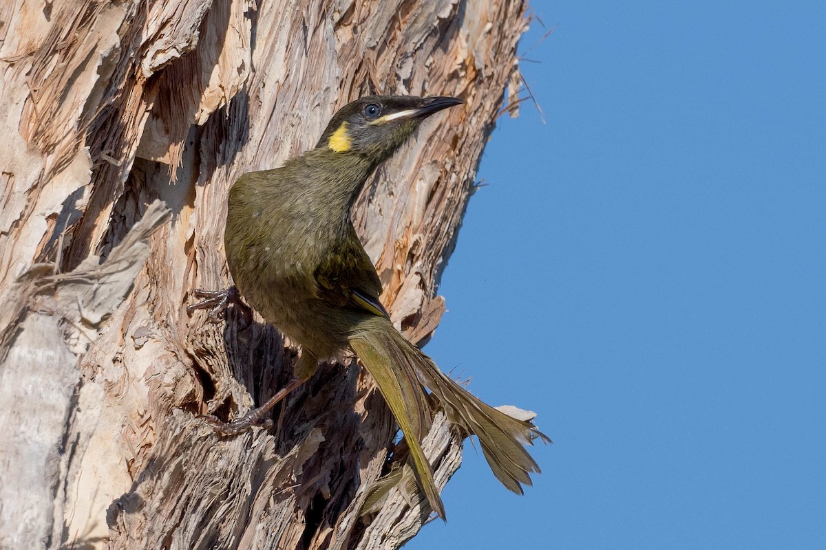 Lewin's Honeyeater - ML164225771