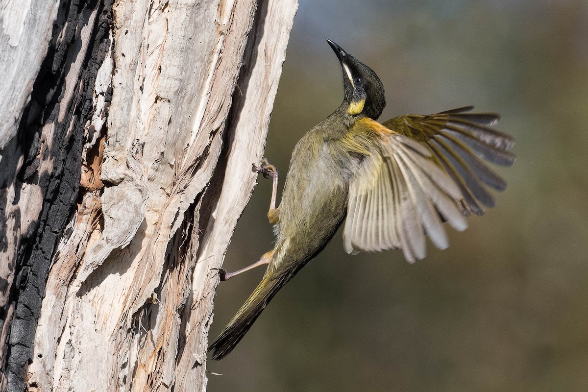 Lewin's Honeyeater - ML164226171