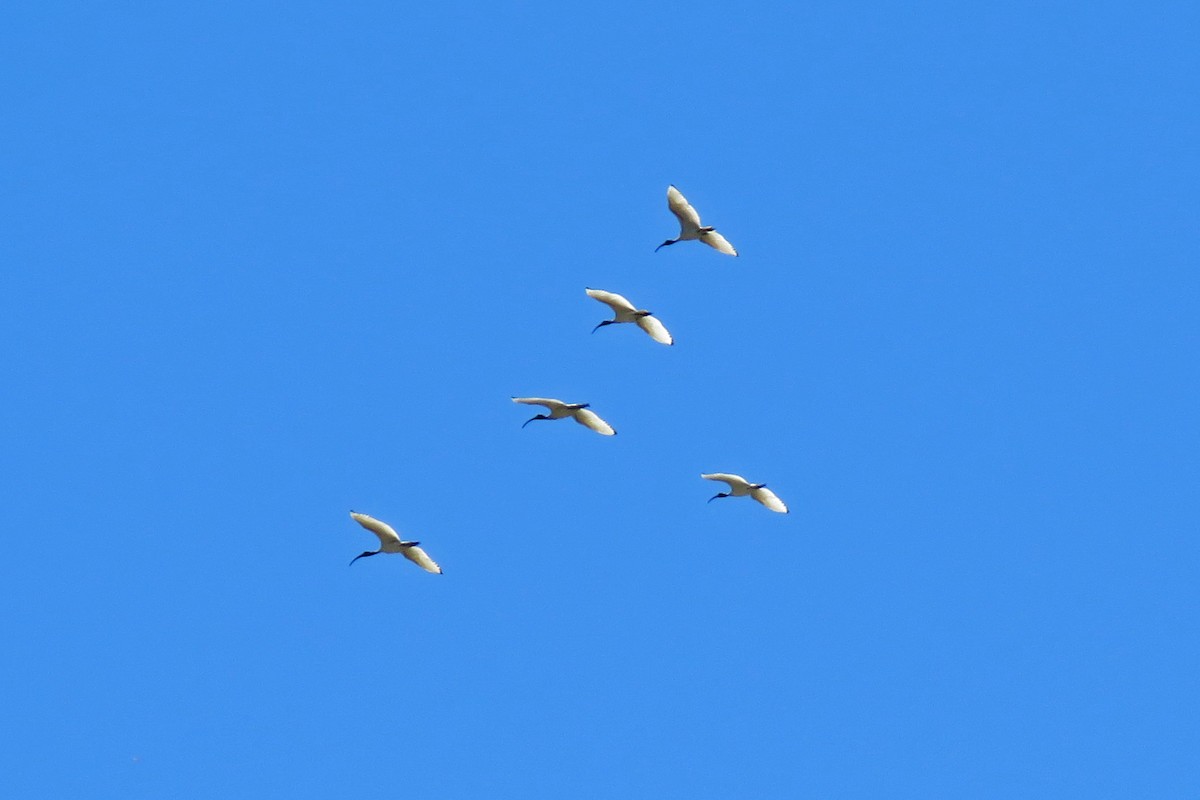 ibis australský - ML164228301