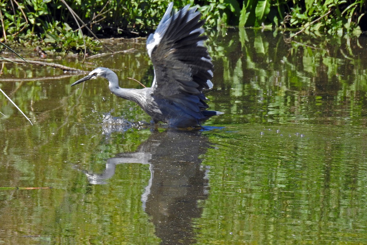 White-faced Heron - ML164228511