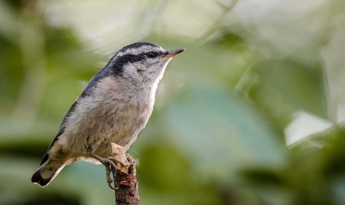 Red-breasted Nuthatch - Mason Maron