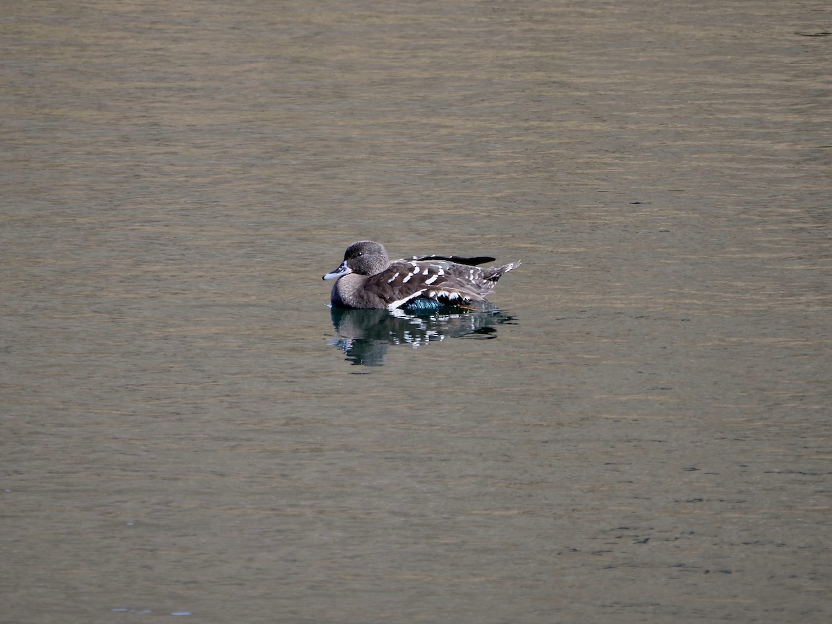 African Black Duck - ML164230331