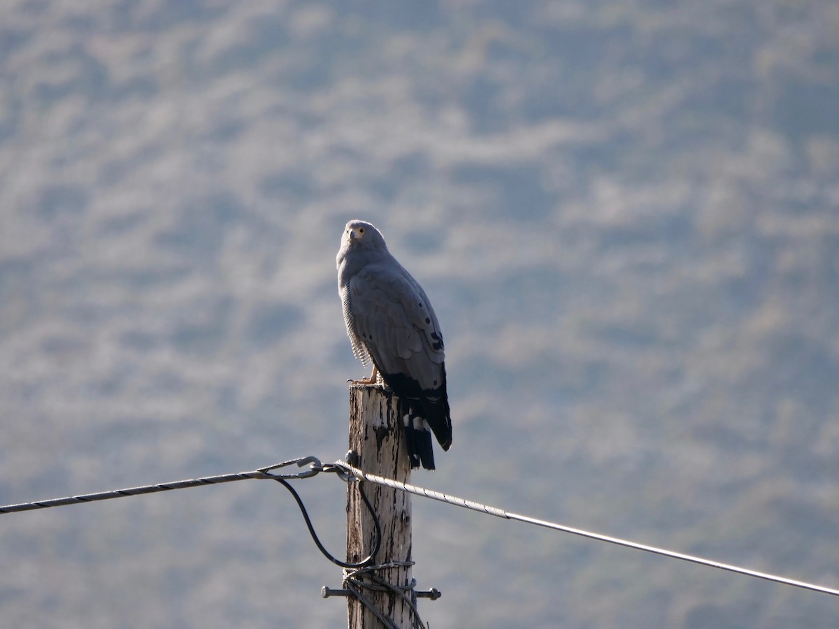 African Harrier-Hawk - ML164230431