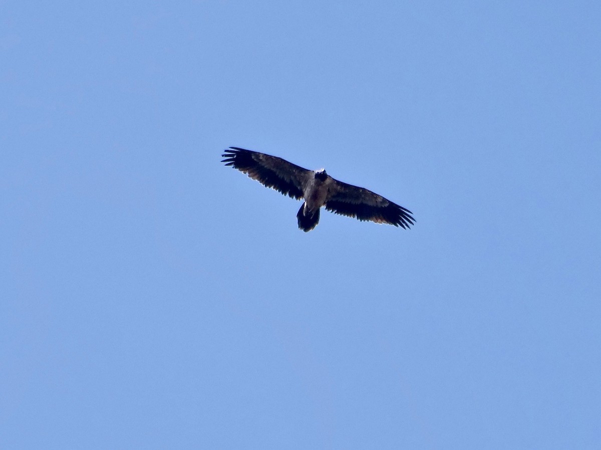 Bearded Vulture (African) - ML164230471