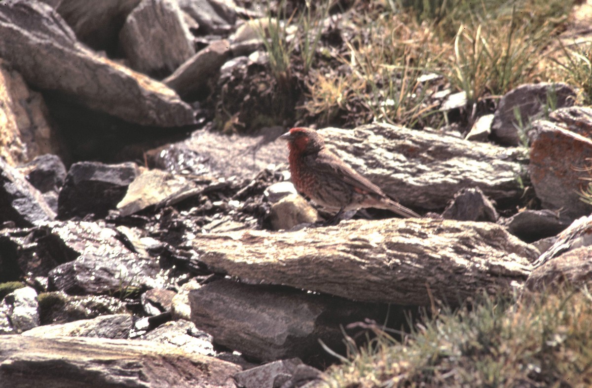 Red-fronted Rosefinch - ML164230531