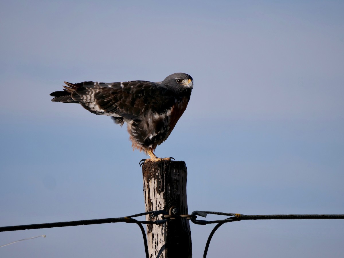 Jackal Buzzard - ML164230541