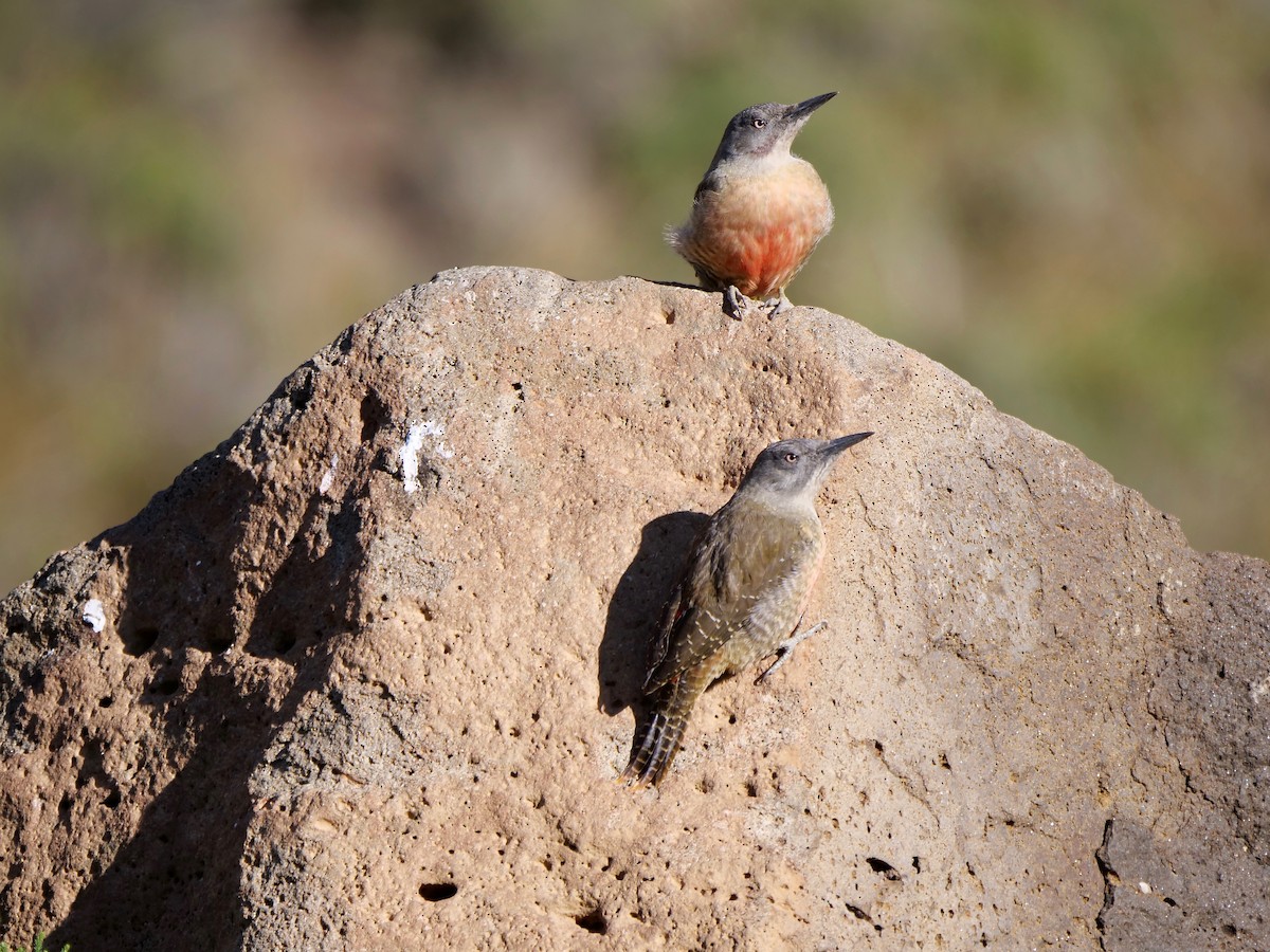 Ground Woodpecker - ML164230621