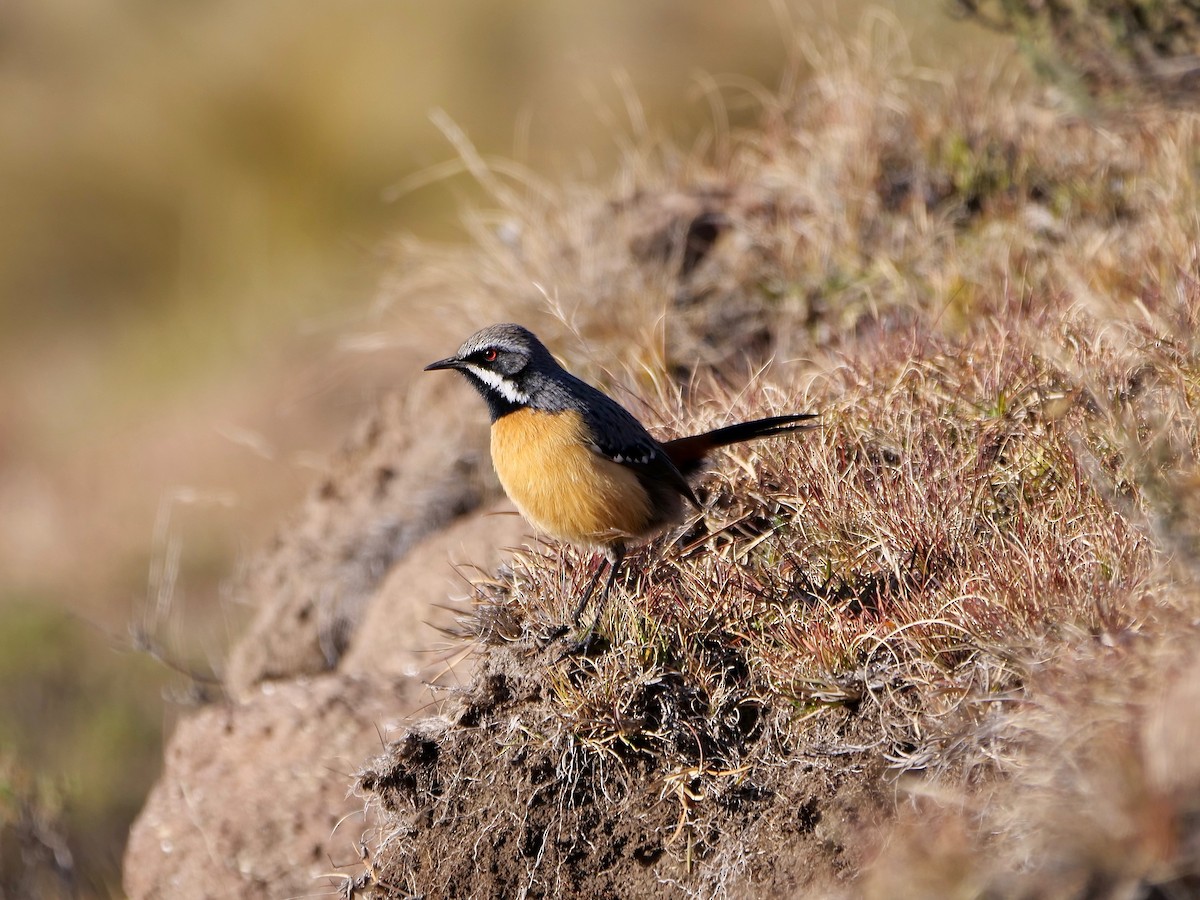 Drakensberg Rockjumper - ML164230671