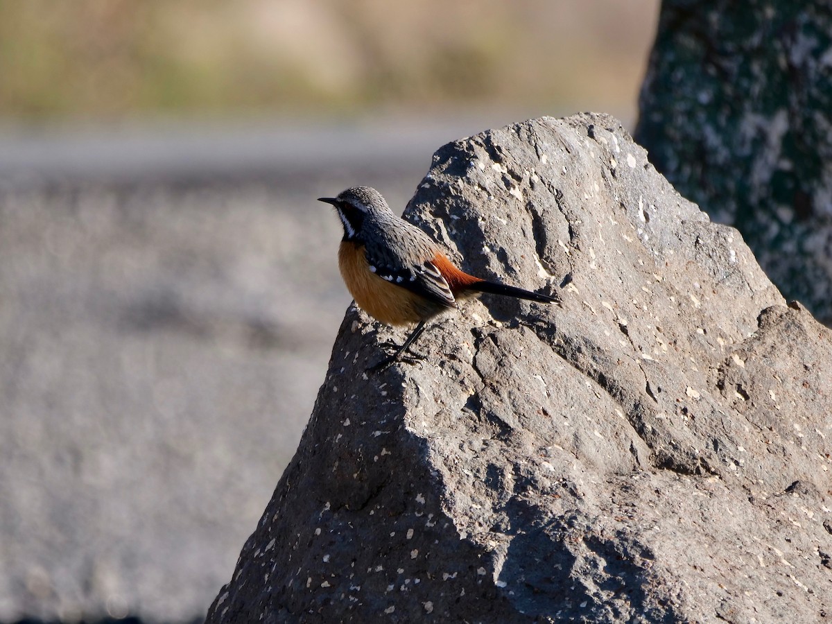 Drakensberg Rockjumper - ML164230681