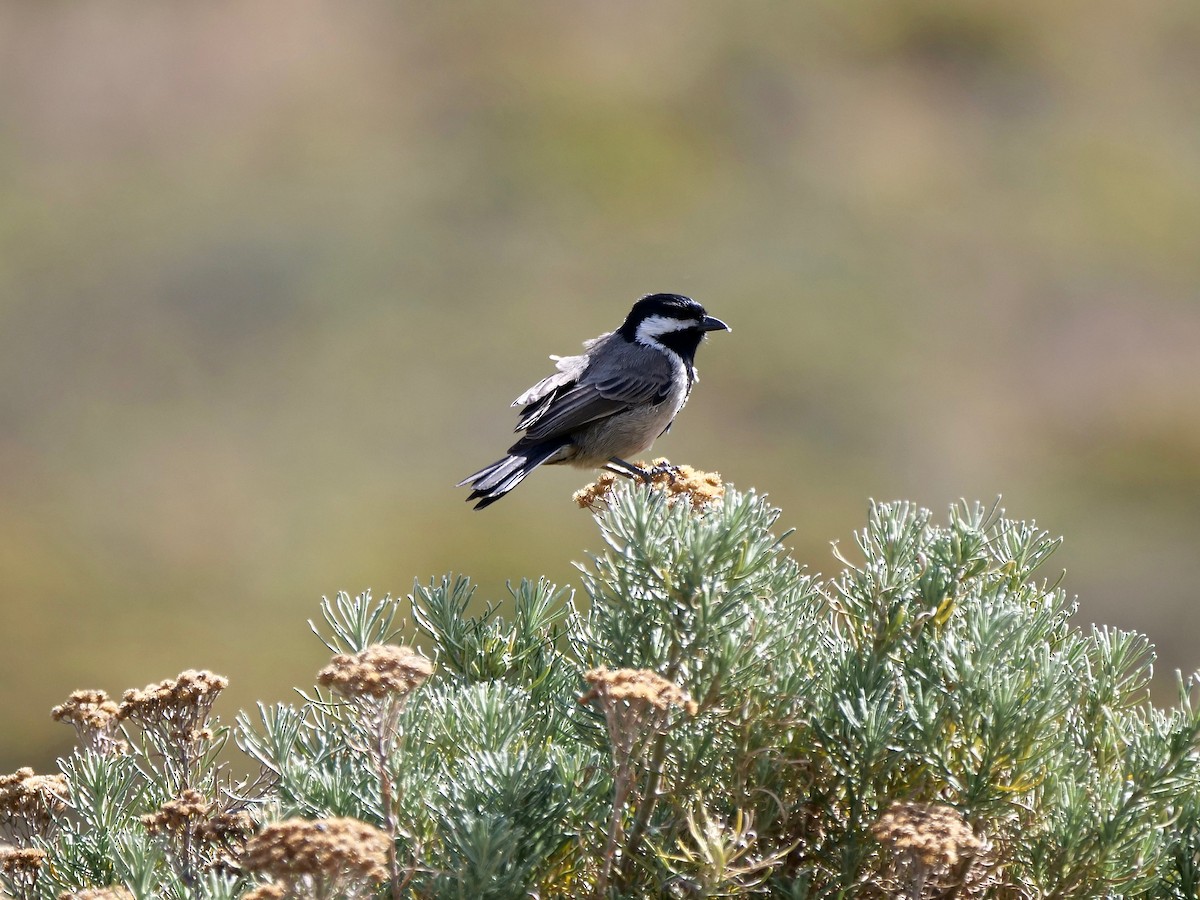 Gray Tit - ML164230721