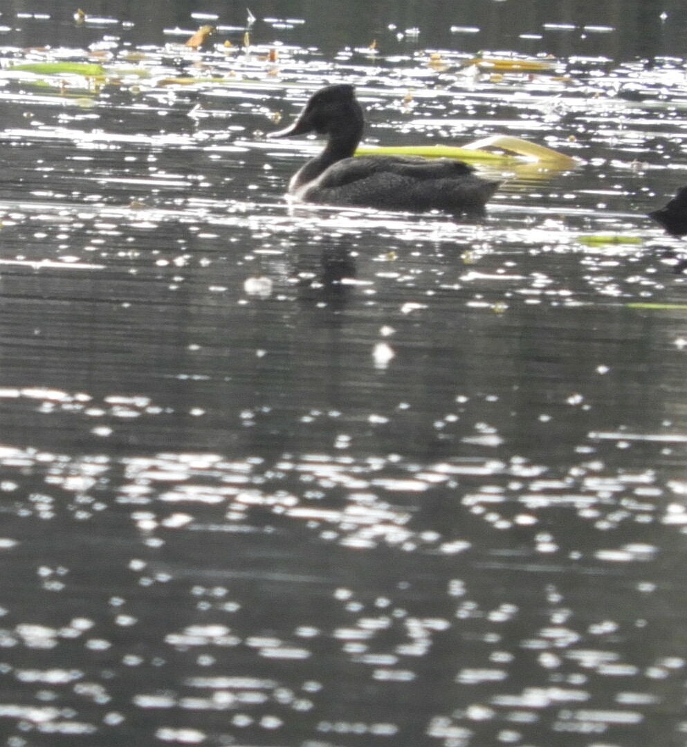 Freckled Duck - ML164230741