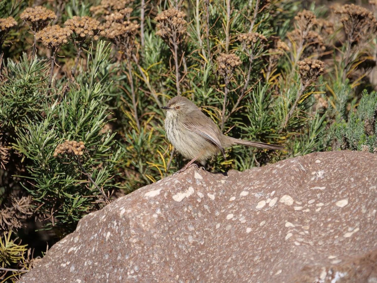 Karoo Prinia - ML164230771