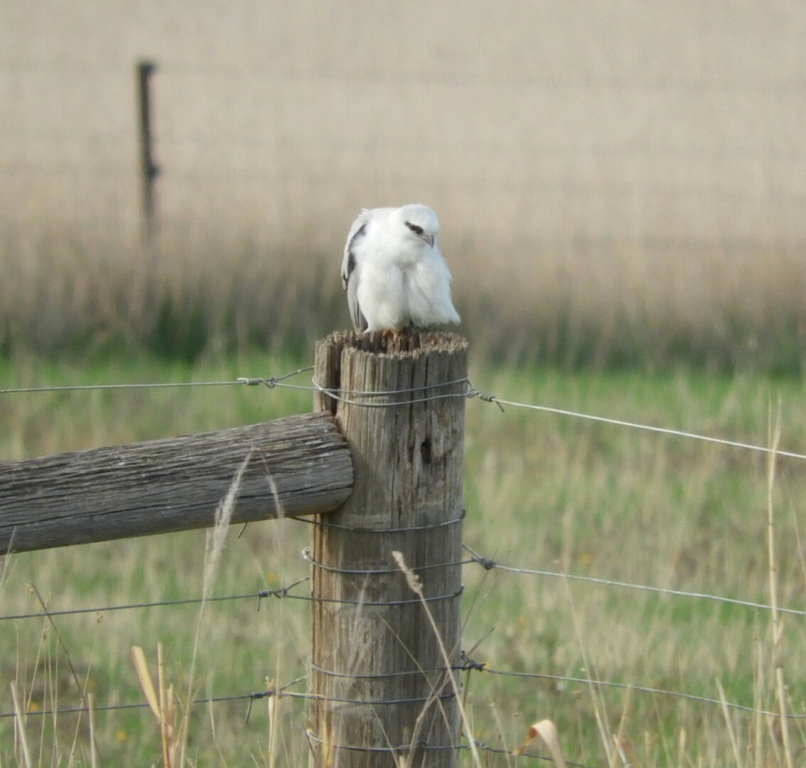 Black-shouldered Kite - ML164231001