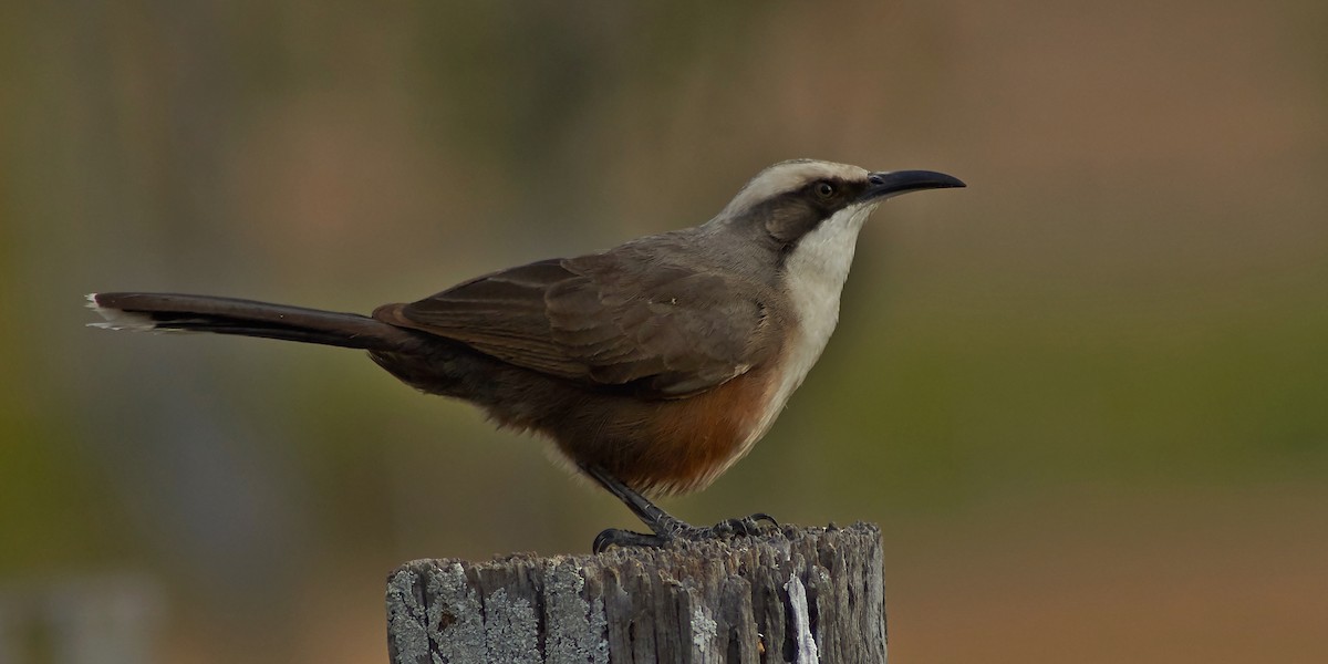 Gray-crowned Babbler - ML164231021