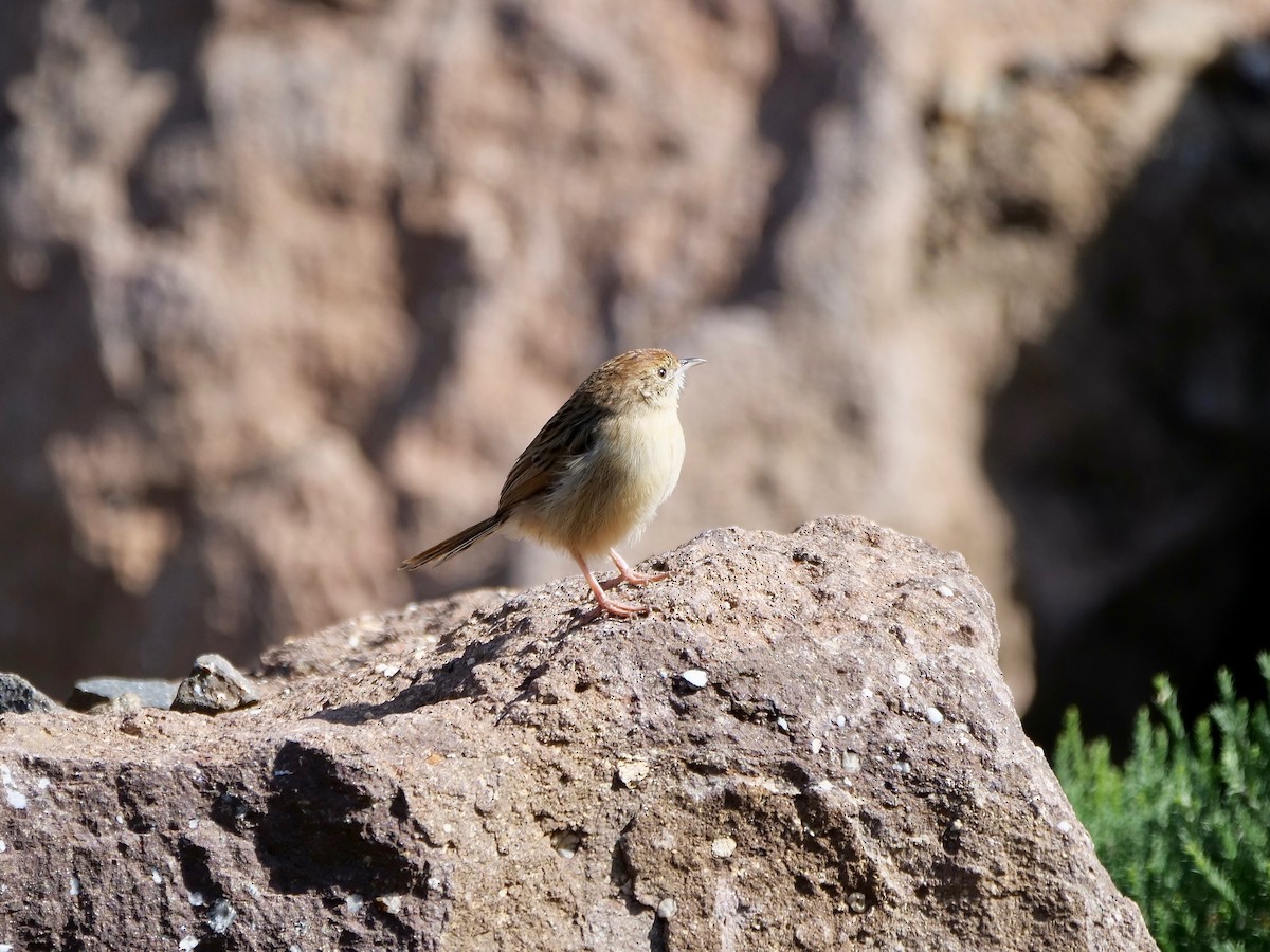 Wailing Cisticola - ML164231081