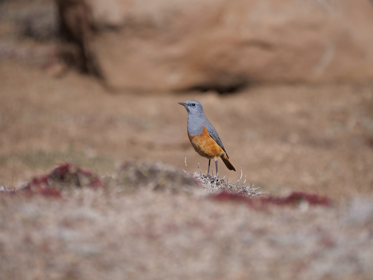 Sentinel Rock-Thrush - ML164231251