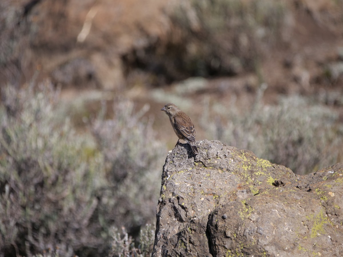 Drakensberg Siskin - ML164231361