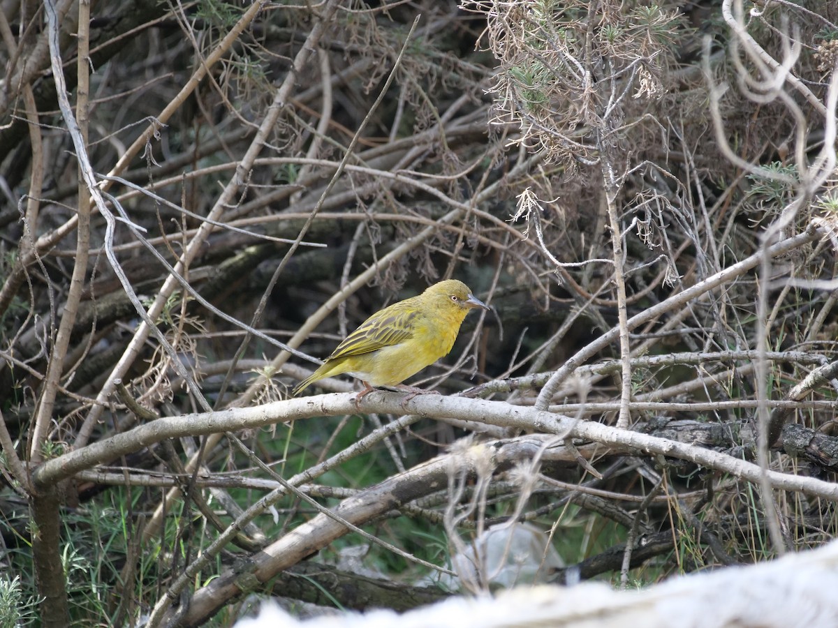 Cape Weaver - ML164231371