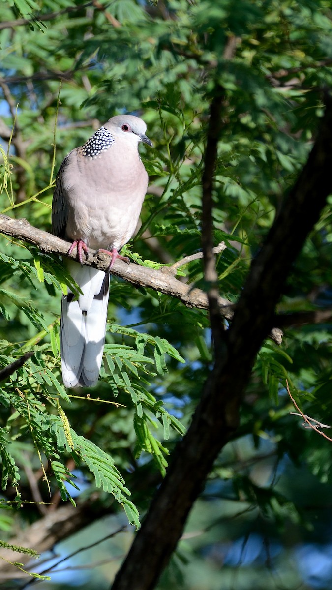 Spotted Dove - ML164231431